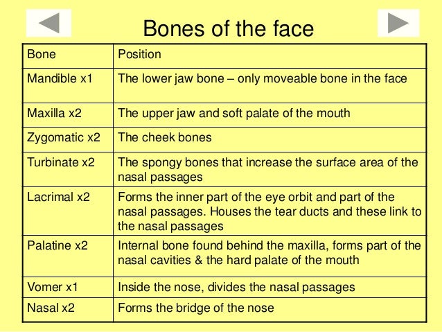 how many facial bones are there How many facial bones are there
